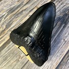 Carcharodon Megalodon Tooth Replica With Serration-shark Teeth Fossil Collection