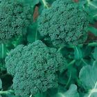 500   Broccoli Seeds   calabrese    Non - Gmo Usa Seller Free Shipping 