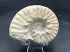 Spiky 3 25    Cretaceous Mortoniceras  angolaites  Drakei Texas Fossil Ammonite 