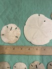 Sand Dollar Lot Of 23 Seashell Collection Assorted Sizes