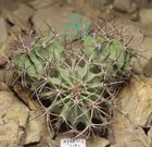 Raresucculent Plant Echinomastus Uncinatus  Wysiwyg   Caudex  10 4cm
