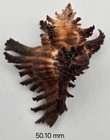 Muricidae Brunneus  longspine  - 50 10 Mm - Okinawa - Beautiful Specimen