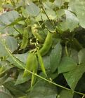Henderson Bush Lima Bean Seed - Early Butter Beans Garden Seeds  0 50oz To 4oz 
