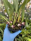 Maxillaria Melina Dark Form In Bloom Compact Orchid Species Guyana 