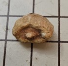 Rare Lower Jurassic Sponge  hallirhoa Lycoperdioides      Ob  n  teruel   Spain