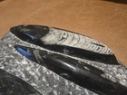 Large Polished Orthoceras Fossil Plate     Multiple Cephalopods     Morocco 8 