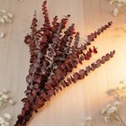 20pcs Dried Red Eucalyptus Stems 17 Natural Fresh Eucalyptus Plant For Shower Ha