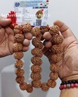5 Mukhi Rudraksha   Five Face Rudraksh 23-24mm Nepal Bead Kantha Mala -certified