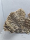 Vtg Natural Detailed Lettuce Cluster Reef Saltwater Coral Cut Specimen