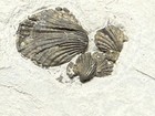 Fossil-5 Killer Pyritized Waldron Sea Floor Brachiopods-trilobite Crinoid