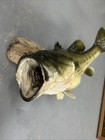 Nice Large Mouth Black Bass Taxidermy Fish 22    8-9 Lbs On Drift Wood