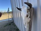 Steer Skull 20    Inch Wide Bull Horn Mounted Cow Head
