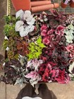 Harmony Foliage Begonia Rhizomatous Hybrids In 4 Inch Pots 15-pack Bulk Wholesal