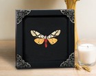 Real Framed Butterfly Frame Moth Dead Insect Dried Bug Shadow Box Taxidermy Taxa