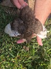 Beautiful Colors Fresh Coturnix Quail Hatching Eggs 12  Free Shipping