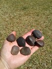 57 Giant Ground Turtel Pads And Fighting Spurs Florida Extinct Ice Age Fossil 