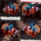 Live Betta Fish Koi Nemo Fancy Halfmoon Plakat Male Good Quality From Th 28a01