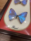 Real Framed Butterflies 3 Blue Morpho Taxidermy Framed Display Brazil