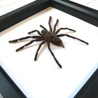 Giant Tarantula Bird Eating Spider  haplopelma Minax  Deep Shadow Frame Display