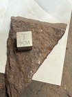 Devonian Ageleodus Fossil Shark Tooth Rare Pennsylvania Red Hill Matrix