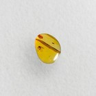 Neuroptera In Burmese   Burmite Amber Fossil   100  Genuine 