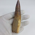 Huge Real Spinosaurus Tooth  Cretaceous Dinosaur Tooth  112 To 93 5 Million Year
