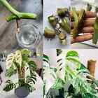 Monstera Albo Nodes Rooted Rare Pinnatum Variegata Epipremnum Rooted Cutting New