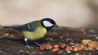 Wakefield Virginia 45lb Bird Feed Peanuts For Birds  Squirrels  Deer  Wildlife