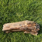 Large Petrified Wood Specimen 14    Oregon 10  Lbs  lb13 