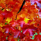  red Sunset  Japanese Maple  acer Rubrum  Tree Seeds  Landscaping Or Bonsai