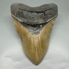 Huge 5 83    High Quality Serrated Fossil Megalodon Shark Tooth - Nc