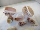 Beautiful Collection Of Shells Seashell Beach Crafts Nautical Decor