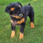 Y2k Melissa Doug Rottweiler Plush Realistic Standing Lifelike Stuffed Animal Dog