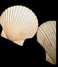 Lot Of 4 Vintage 5  Real Clam Shell Gulf Of America Aka Mexico