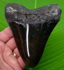5 22     Megalodon Shark Tooth  Real Fossil  No Restorations