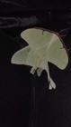 12 Live Luna Moth Eggs   20 Live Pink Stripe Oak Moth Eggs Combination 
