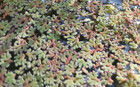 Azolla - Each Is 1 Vol  Oz  - Minimum Order  must Order At Least 3 Vol  Oz   