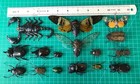 Spooky Halloween Bug Collection 15 Beetle Cicada Scorpion Taxidermy Oddity Decor