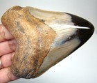 Megalodon Shark Tooth - Shark Teeth Real Fossil - 3 44    Meglodon No Restorations