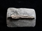 Slender Crawfordsville Crinoid Fossil  Indiana