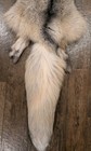 Rare Ranch Big Golden Island Fox Hide Pelt Freshly Tanned Luxurious Fur 2 Legs 