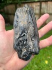 Texas Petrified Wood 6    Detailed Agatized Detailed Tree Branch Brazos County Tx