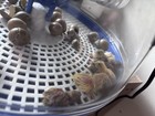 Button Quail Hatching Eggs 12  Variety Of Colors