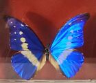 Real Brazilian Butterfly Metallic Blue Morpho Rhetenor Helena Framed   Beautiful