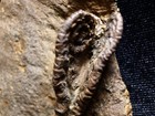 Australian Fossil Crinoid  Gaskoyne Junction  Australia