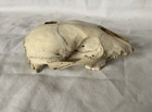 Real Raccoon Skull Taxidermy Skeleton Bones Weathered Cottage Core Goth