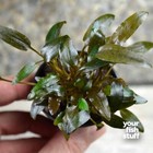 Cryptocoryne Wendtii  brown Indo   Live Aquarium Plant Buy 1 Get 1 At 50  Off