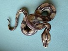 Boa Constrictor Figure Central South America Wildlife Reptile Large Snake Toy