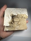 Travertine Crab Fossil Turkey  Fossil Travertine Crab Potamon Crustacean