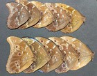 Morpho Didius - Blue Butterflies Closed Wings A1  10 Specimens With Closed Wings